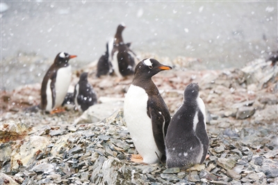 1522749918521820.jpg 03.jpg